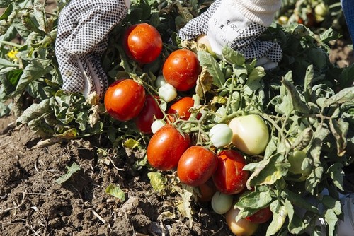 Semi pomodoro siccagno - semi, di